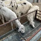 حريه ونجدي