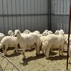بيع ذبايح