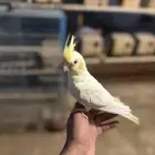 انثى كروان اليفه