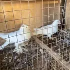 حمام تركي فاخر الصحه ممتازه والجوز منتج