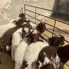 غنم نعيم عيالها ذبايح