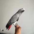 كاسكو اليف حمامه هدد داخلي نشبه متكلم بالوجه تم البيع .