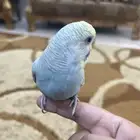 عصفور بادجي أليف مايعض