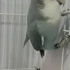 للبيع زوج روز شغل لونق ماشاءالله الذكر سبلت بال فالو