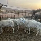 غنم