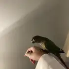 كنيور جرين شيك
