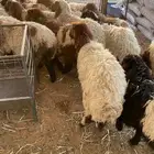 هرفي نعيمي 100 تقييم تمارا