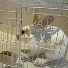 أرنب أليف يبحث عن بيت جديد   القصيم