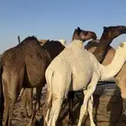 حشو