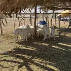 بهم حري