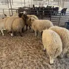 ذبايح خرفان نعيم