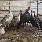 دجاج رومي للبيع