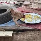 دجاج باكستاني اصيل