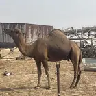 جمل