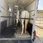 نقل خيل توصيل خيول