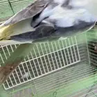 عصفوره للبيع