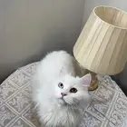 قطه شيرازي انغورا تركي للبيع بالرياض