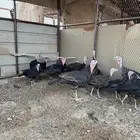 للبيع فروخ رومي