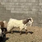 تيس ثني