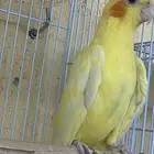 ذكر