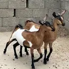 جفار طيبات