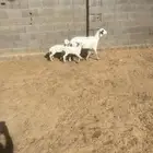 بربريه متوم