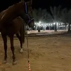 حصان طيب للتدريب