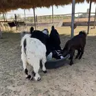 تيوس للبيع
