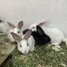 أرانب صغار للبيع
