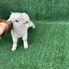 ماعز قزمي عناق انثى