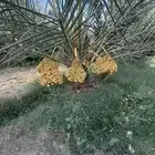 نخل للبيع الأنواع والمقاسات متوفره