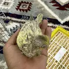 فرخ كروان للبيع