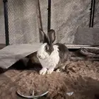 أرانب للبيع ذكر وانثى