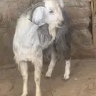 تيس عارضي فحل صنف