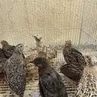 سمان 5 ريال للحبة