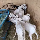 بربري تيوس سواكني تربيه تفريد وجمله