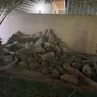 ثيل طبيعي للبيع كميه زائده المزاحمية