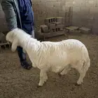 خروف جذع للبيع