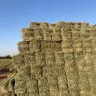 علف