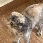 قطه تبني