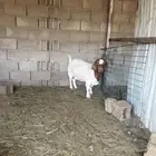 ماعز عنز بورقوت صنف