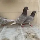 حمام قطيفي