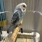 بادجي