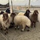 ذبايح