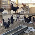 دجاج بلدي للبيع