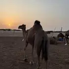 ناقه مميت