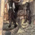 تيس فحل