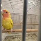 اناثي روز