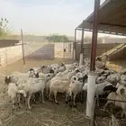 ضان للبيع 98 راس في بيش