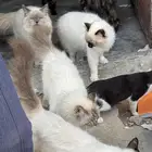 قطط للتبني مجانا
